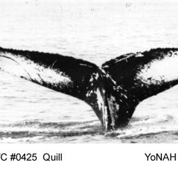Fluke of Quill