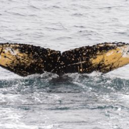 Fluke of HW-MN1303701