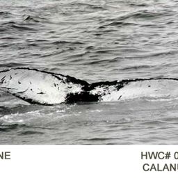 Fluke of Calanus