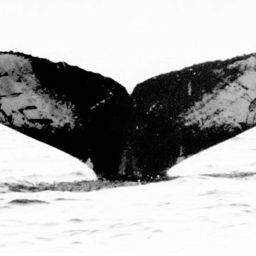 Fluke of Dome