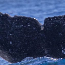 Fluke of PWF-NP_6004