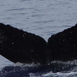 Fluke of PWF-NP_5995
