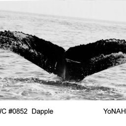Fluke of Dapple