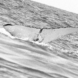 Fluke of WA0331
