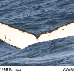 Fluke of Blanco