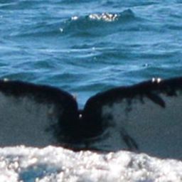 Fluke of CRC-30019