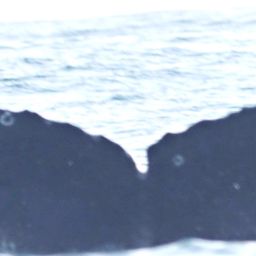 Fluke of CRC-30024
