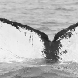 Fluke of CRC-10406