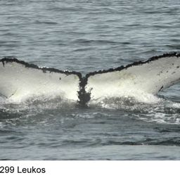Fluke of Leukos