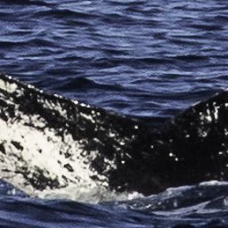 Fluke of CRC-21370