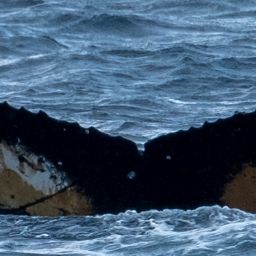 Fluke of HW-MN1303723