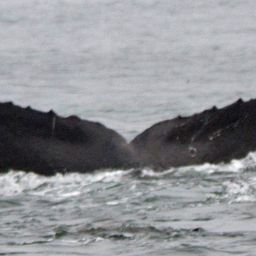 Fluke of CRC-15064