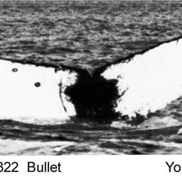 Fluke of Bullet