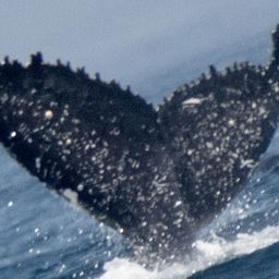 Fluke of HW-MN0800755