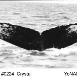 Fluke of Crystal