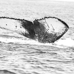 Fluke of WA0552