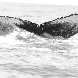 Fluke of WA1115