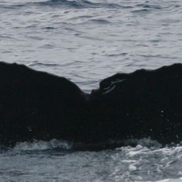 Fluke of TDI-20635