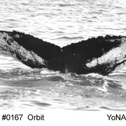 Fluke of Orbit