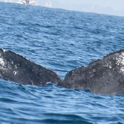 Fluke of FIBB-4BB716