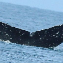 Fluke of FIBB-5BB1063