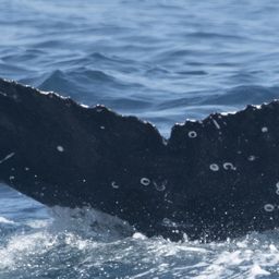 Fluke of HW-MN0800764