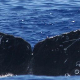 Fluke of TDI-20857