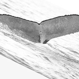 Fluke of WA0601