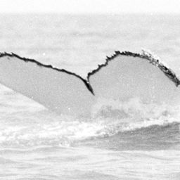 Fluke of WA0644