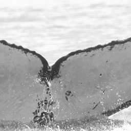 Fluke of CRC-10001