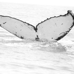 Fluke of WA0595