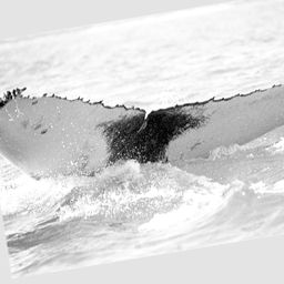 Fluke of WA0574