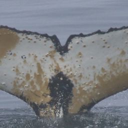 Fluke of HW-MN1303727