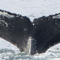 Fluke of HRC-Mn377