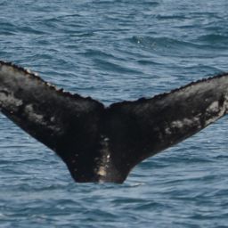 Fluke of Osprey