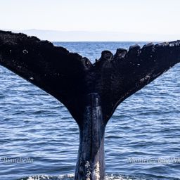 Fluke of CRC-20596