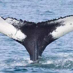 Fluke of VARF-230