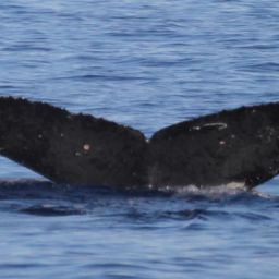 Fluke of PWF-NP_6086