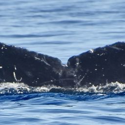 Fluke of PWF-NP_6093