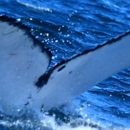 Fluke of HW-MN0522834