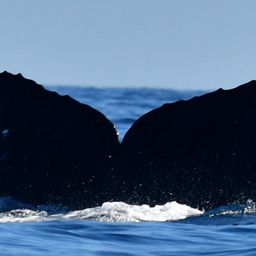 Fluke of CRC-22042