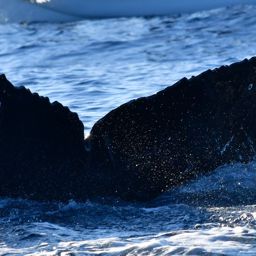 Fluke of CRC-22134
