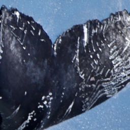 Fluke of HW-MN0522828