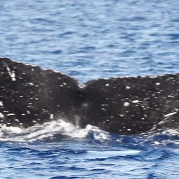 Fluke of PWF-NP_6128