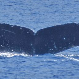 Fluke of PWF-NP_6136