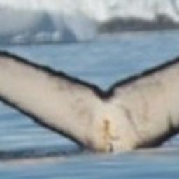Fluke of Humperdinck747