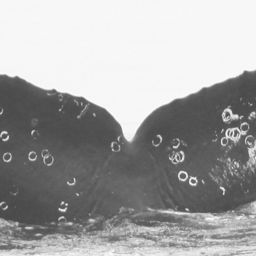 Fluke of CRC-11897