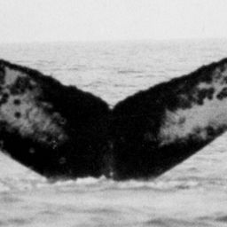 Fluke of NA-1093