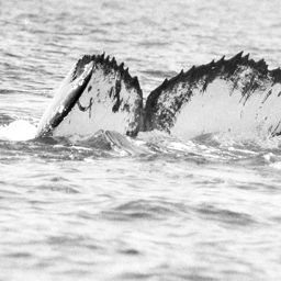 Fluke of WA1440