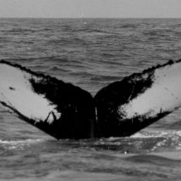 Fluke of NA-1011